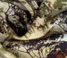 Креп шелковистый полевая композиция, оливковый с коричневым (отрез 2,5 м) - фото 4 - интернет-магазин tkani-atlas.com.ua