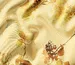 Дона креп уценка (текстильный брак), лимонно-желтый - фото 4 - интернет-магазин tkani-atlas.com.ua