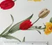 Французская вискоза софт красные тюльпаны, молочный - фото 2 - интернет-магазин tkani-atlas.com.ua