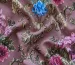 Парижанка квіткова композиція, фрезовий - фото 4 - інтернет-магазин tkani-atlas.com.ua
