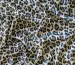 Шовк сатин леопард, сіро-коричневий - фото 4 - інтернет-магазин tkani-atlas.com.ua