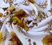 Шифон вискоза цветы, белый - фото 3 - интернет-магазин tkani-atlas.com.ua