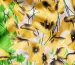 Коттон сатин принт цветы на поляне, желтый - фото 3 - интернет-магазин tkani-atlas.com.ua
