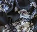Шовк сатин квіткові сни, чорний - фото 3 - інтернет-магазин tkani-atlas.com.ua