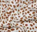 Штапель шелковистый леопард, кирпичный на молочном - фото 3 - интернет-магазин tkani-atlas.com.ua
