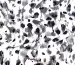 Американский креп рисунок брызги акварели, черный на молочном - фото 3 - интернет-магазин tkani-atlas.com.ua