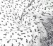 Шифон юбка купон цветочный, белый с черным - фото 1 - интернет-магазин tkani-atlas.com.ua