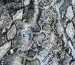 Вискоза шелк Бохо питон, серый с черным - фото 3 - интернет-магазин tkani-atlas.com.ua