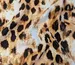 Віскоза шовк Бохо леопард, бежевий з коричневим - фото 3 - інтернет-магазин tkani-atlas.com.ua