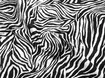 Муслін малюнок зебра, чорний з молочним - інтернет-магазин tkani-atlas.com.ua