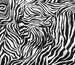Муслін малюнок зебра, чорний з молочним - фото 1 - інтернет-магазин tkani-atlas.com.ua