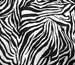 Муслін малюнок зебра, чорний з молочним - фото 3 - інтернет-магазин tkani-atlas.com.ua