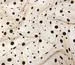 Сітка з флоком розсип горошків, чорний на бежевому - фото 3 - інтернет-магазин tkani-atlas.com.ua