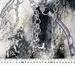 Атлас-шифон ремешки, сиреневый на сером (отрез 2 м) - фото 5 - интернет-магазин tkani-atlas.com.ua